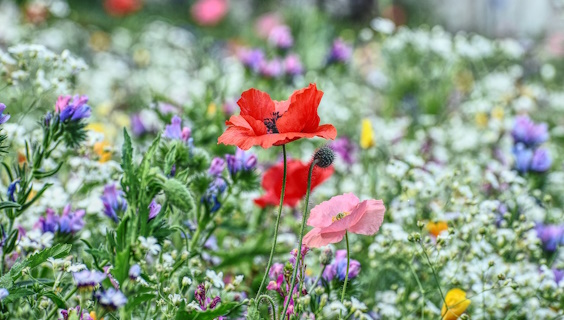 Vilde sommerblomster - røde valmuer, lilla tvekulsurt og hvid almindelig hønsetarm